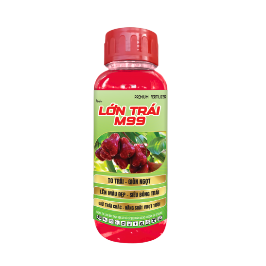 LỚN TRÁI M99