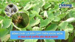 Bệnh cháy lá khoai môn (rầy cọp) là bệnh do nấm